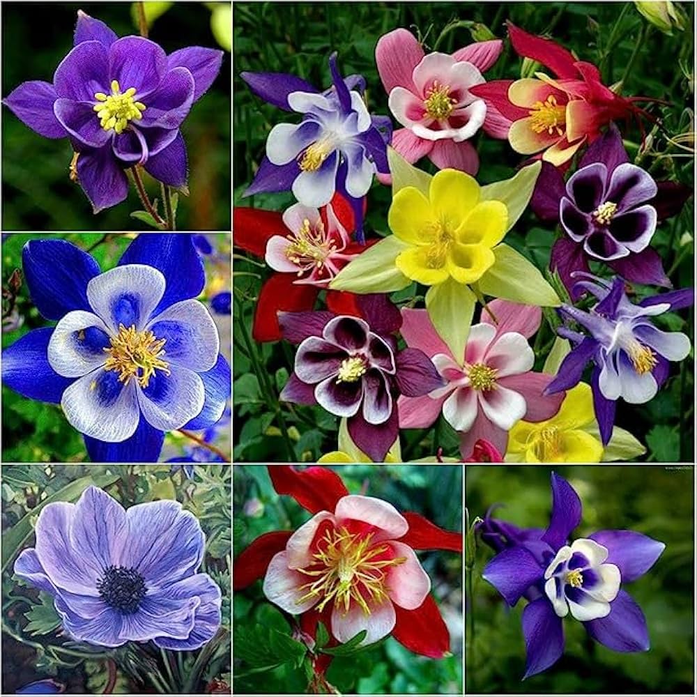 Aquilegia Mixed Perennial Flower - for planting in home garden